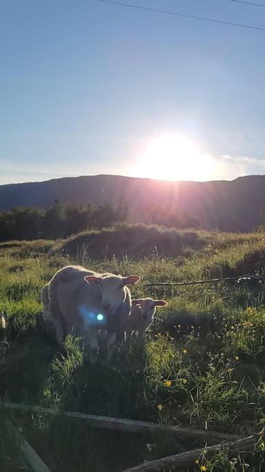 Skogan Apartman Leirfjord Kültér fotó